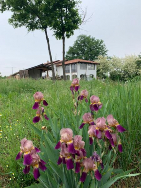 Iris